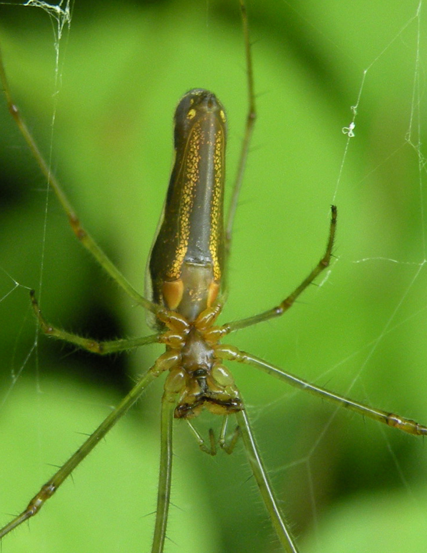 Tetragnatha sp. - Corte Valle Re (RE)